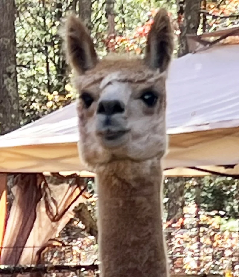 Close-up photograph of the real Hermey the Alpaca