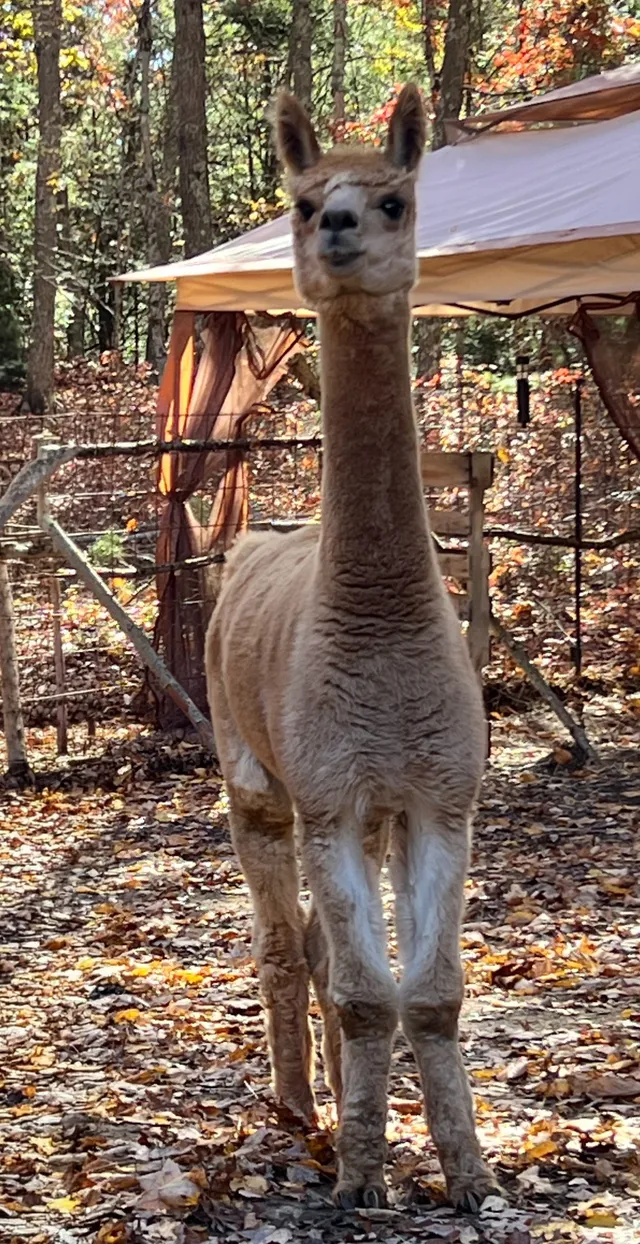 Real alpaca Hermey photographed on the farm