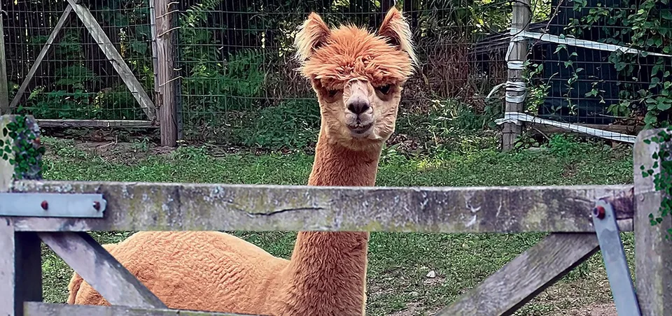 Photograph of the real Hermey the Alpaca looking over his farm gate