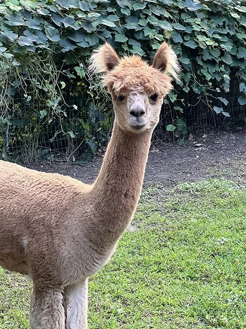 Real photograph of Hermey the Alpaca standing at the farm